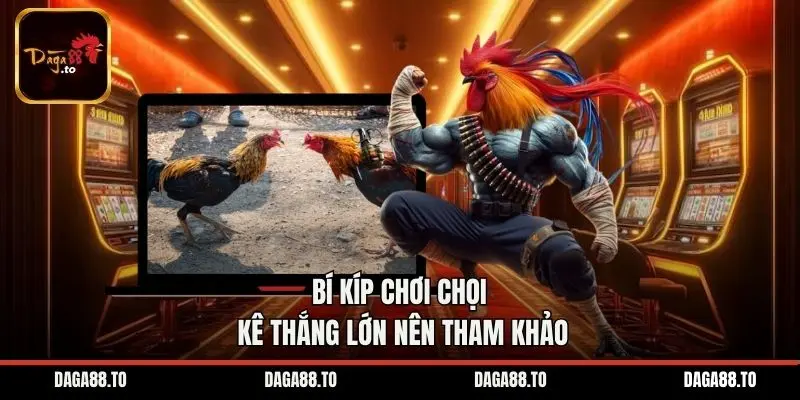 Bí kíp chơi chọi kê thắng lớn nên tham khảo