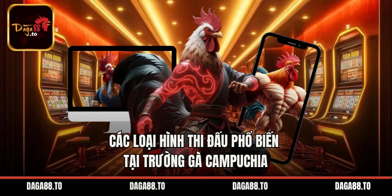 Các loại hình thi đấu phổ biến tại trường gà Campuchia