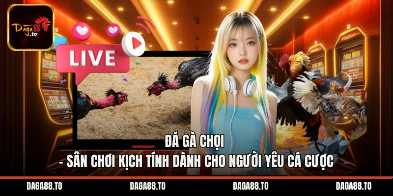 Đá Gà Chọi – Sân Chơi Kịch Tính Dành Cho Người Yêu Cá Cược