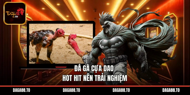 Đá gà cựa dao hot hit nên trải nghiệm