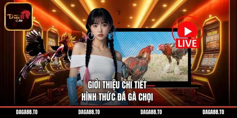 Giới thiệu chi tiết hình thức đá gà chọi 