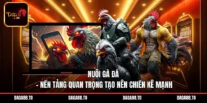 Nuôi Gà Đá – Nền Tảng Quan Trọng Tạo Nên Chiến Kê Mạnh